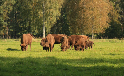 23. Pašilių STUMBRYNAS.jpg